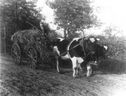 Gustav Brüggemann mit Ochsengespann